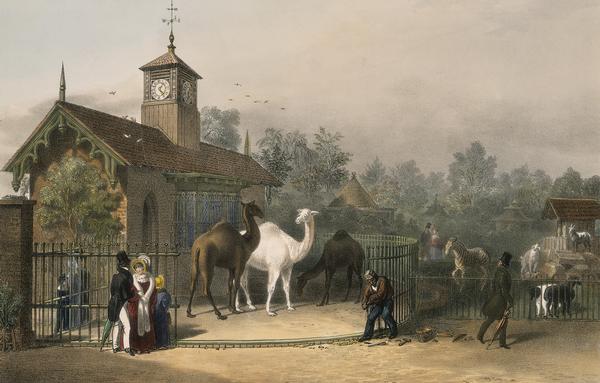 Der London Zoo war der erste Tiergarten, der sich als Zoo bezeichnete. (Gemälde von 1835)