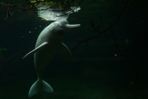 Flussdelfin "Baby" lebt in hohem Alter in Duisburgs Rio Negro. | Foto: zoos.media