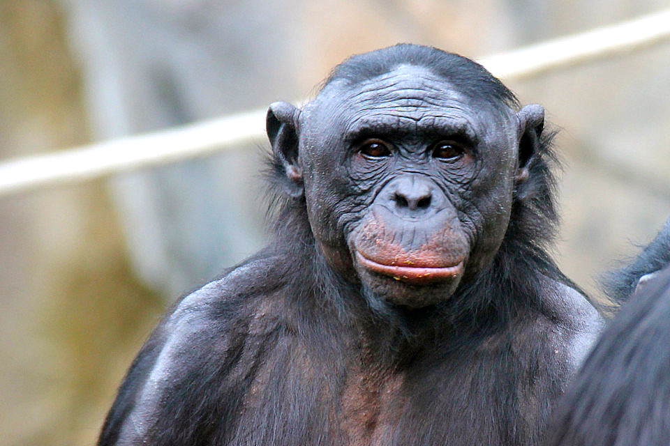 Bonobo Bili fügt sich gut in die Bonobo-Gruppe des Grünen Zo