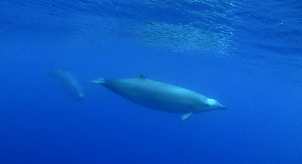 True’s Schnabelwal zum ersten Mal lebend dokumentiert zoosmedia