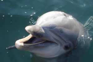 Ein Navy-Delfin - Sobald Wale eine bestimmte Zeit in Menschenobhut sind, kann man sie nicht mehr auswildern.