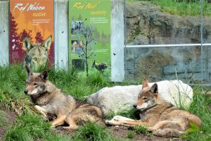 Rotwölfe vor Infotafeln im Defiance Zoo & Aquarium