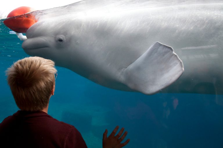 Beluga Whales at Mystic Aquarium, American Humane Certified zoosmedia