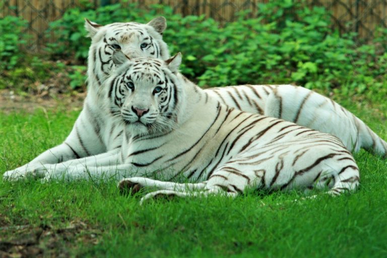 Los tigres blancos descienden de más de 30 tigres ‘fundadores’ - zoosmedia