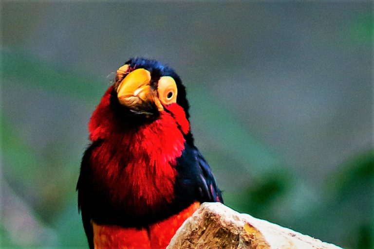 Zurich’s new zoo director inspired by the idea of Conservation zoosmedia