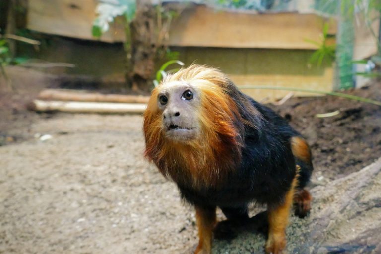 Wie Schokolade Goldkopflöwenäffchen retten kann zoosmedia