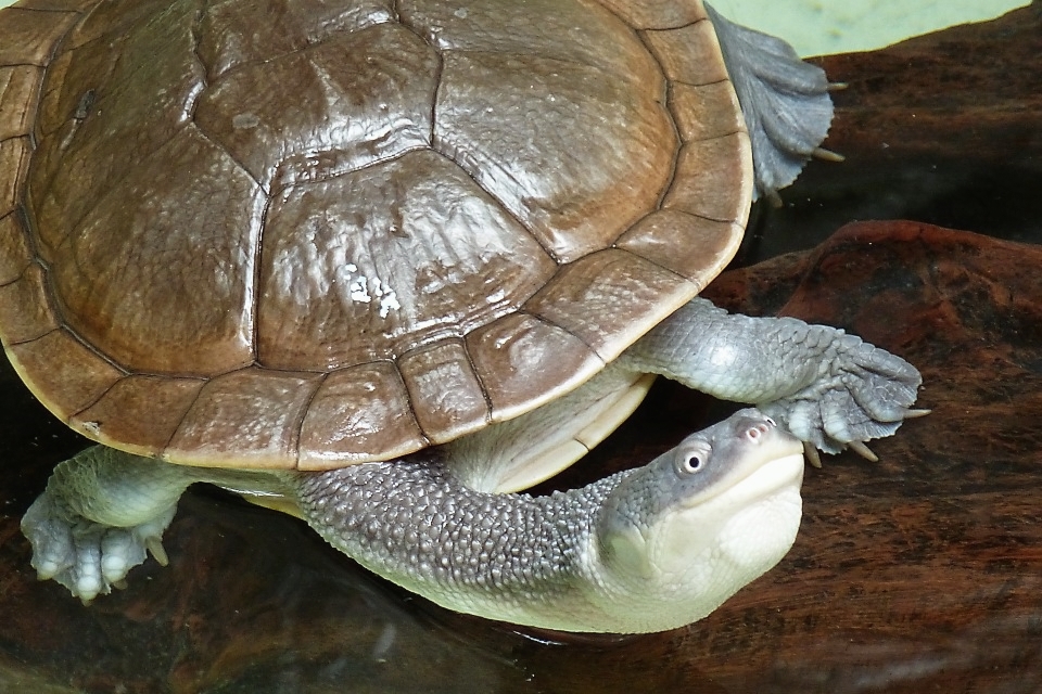 Taipei Zoo hatches seven Roti Island turtles - zoosmedia