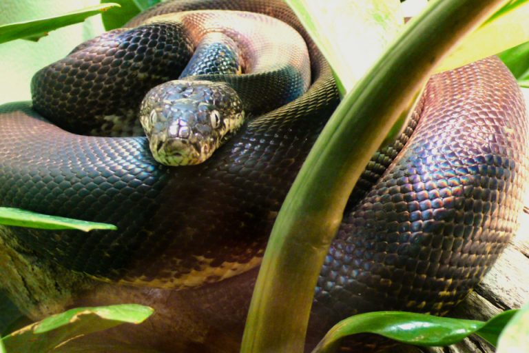 The Misterious: Savu Python - zoosmedia