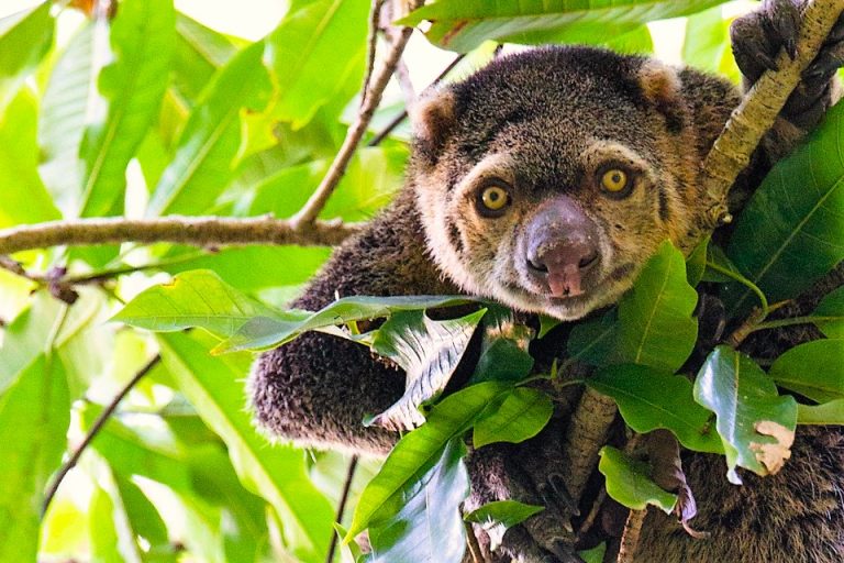 Tierpark Berlin Wer winkt denn da? zoosmedia