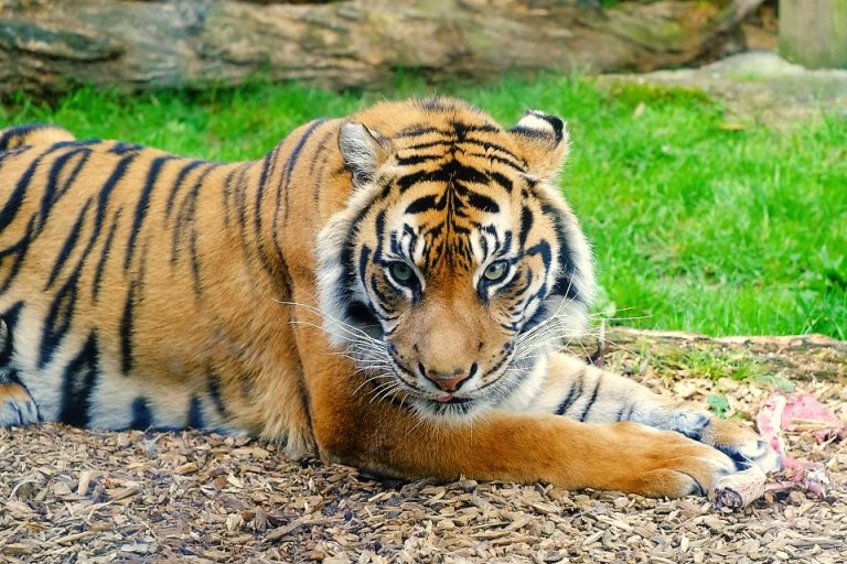 Auckland Zoo Design der SumatraTigerAnlage zoosmedia